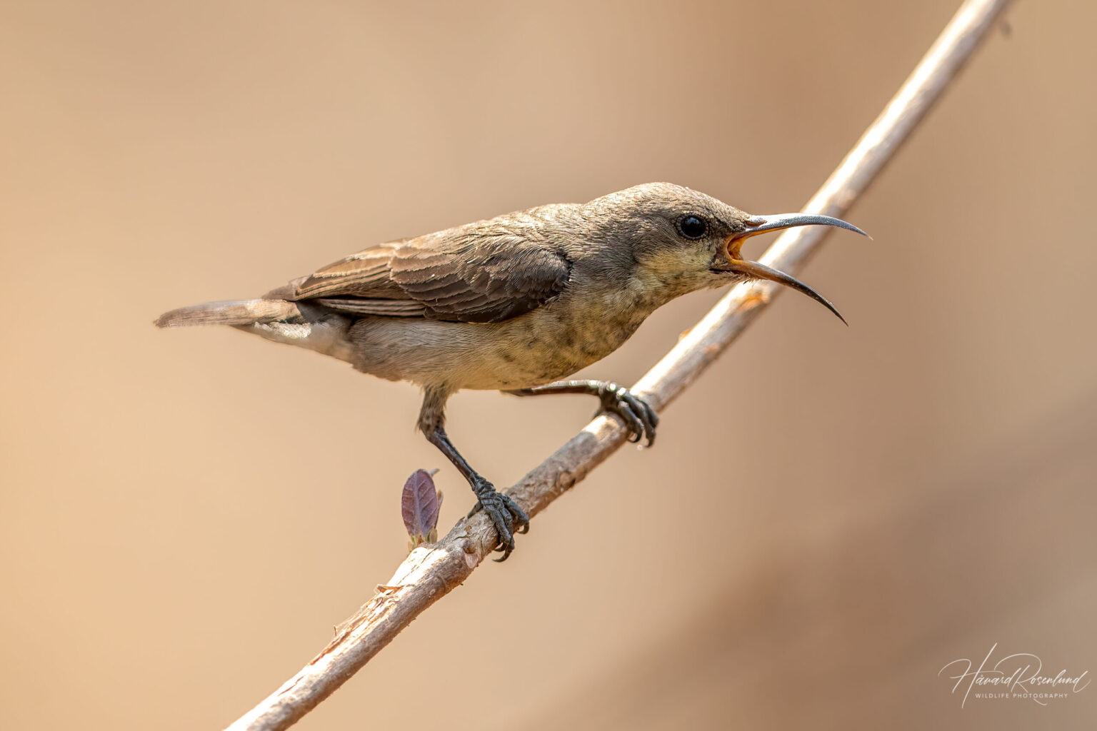 Purple Sunbird (Cinnyris asiaticus) - Female @ Satpura National Park, India. Photo: Håvard Rosenlund