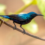 Purple Sunbird (Cinnyris asiaticus) - Male @ Satpura National Park, India. Photo: Håvard Rosenlund