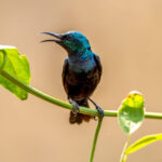 Purple Sunbird (Cinnyris asiaticus) - Male @ Satpura National Park, India. Photo: Håvard Rosenlund