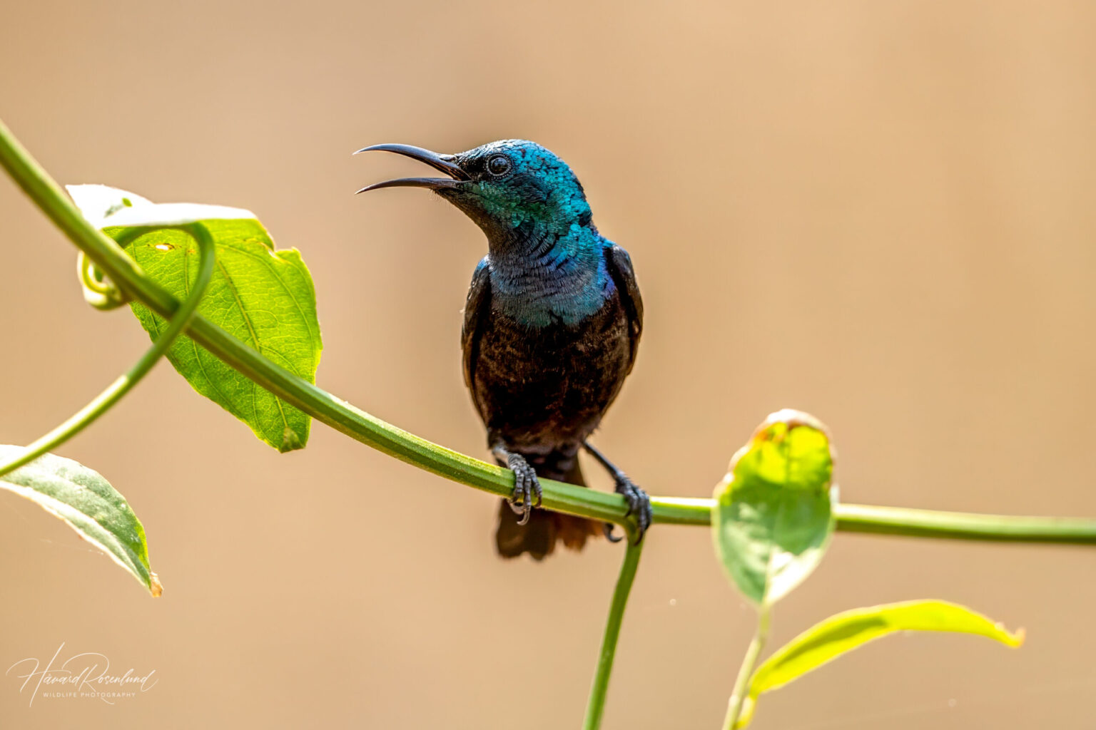 Purple Sunbird (Cinnyris asiaticus) - Male @ Satpura National Park, India. Photo: Håvard Rosenlund
