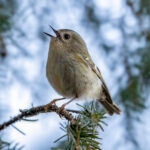 Goldcrest (Regulus regulus) @ Nordre Øyeren Nature Reserve, Norway. Photo: Håvard Rosenlund