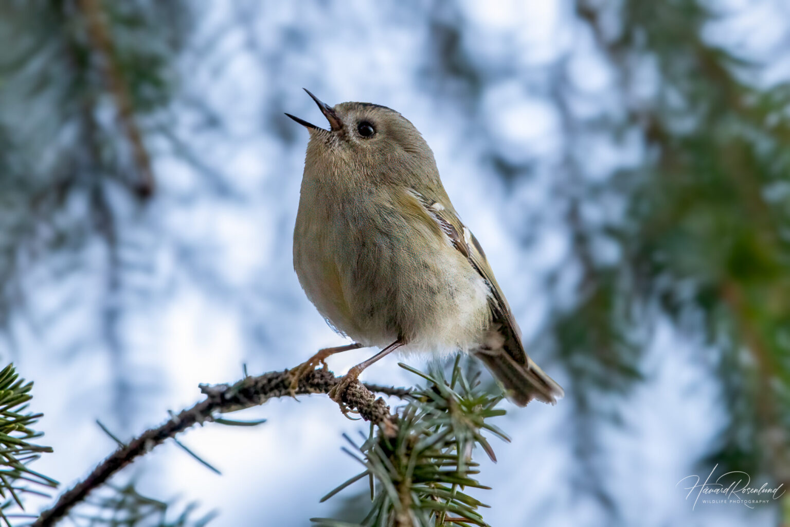 Goldcrest (Regulus regulus) @ Nordre Øyeren Nature Reserve, Norway. Photo: Håvard Rosenlund