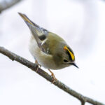 Goldcrest (Regulus regulus) @ Nordre Øyeren Nature Reserve, Norway. Photo: Håvard Rosenlund