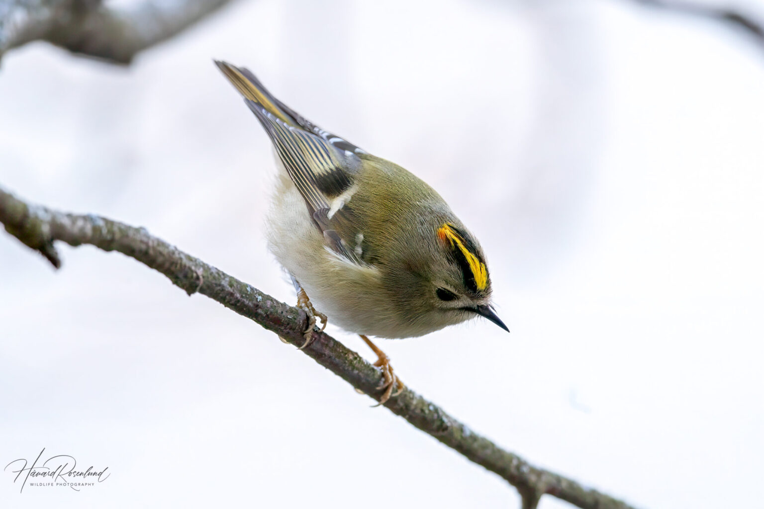 Goldcrest (Regulus regulus) @ Nordre Øyeren Nature Reserve, Norway. Photo: Håvard Rosenlund