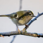 Goldcrest (Regulus regulus) @ Nordre Øyeren Nature Reserve, Norway. Photo: Håvard Rosenlund