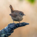 Eurasian Wren (Troglodytes troglodytes) @ Nittedal, Norway. Photo: Håvard Rosenlund