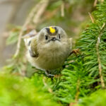 Goldcrest (Regulus regulus) @ Nordre Øyeren Nature Reserve, Norway. Photo: Håvard Rosenlund