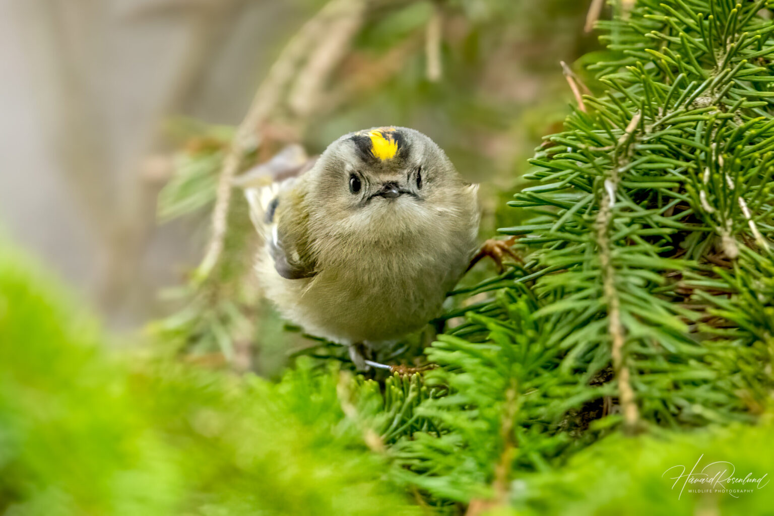 Goldcrest (Regulus regulus) @ Nordre Øyeren Nature Reserve, Norway. Photo: Håvard Rosenlund