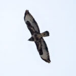 Common Buzzard (Buteo buteo) @ Nordre Øyeren Nature Reserve, Norway. Photo: Håvard Rosenlund