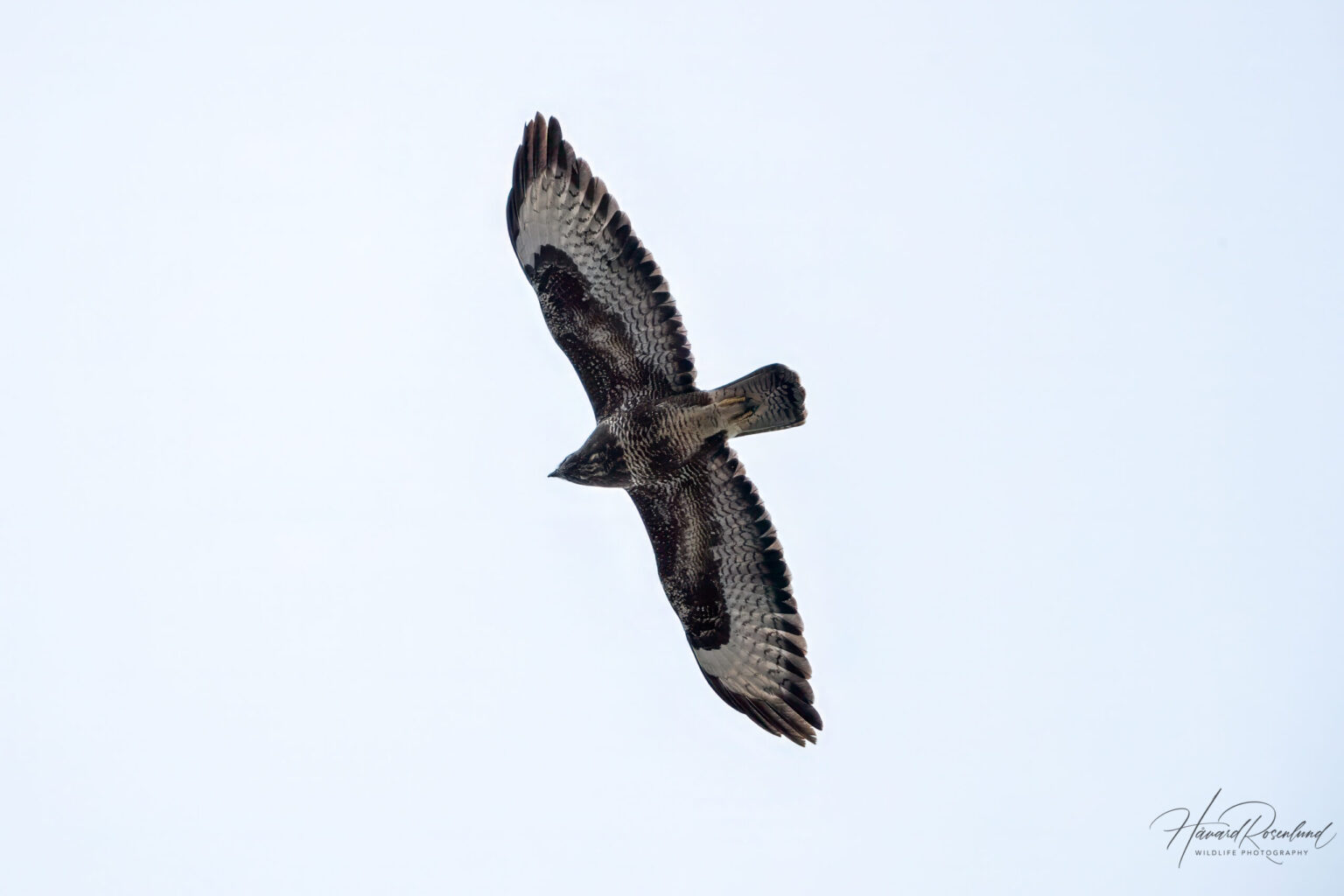 Common Buzzard (Buteo buteo) @ Nordre Øyeren Nature Reserve, Norway. Photo: Håvard Rosenlund