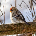 Redpoll (Acanthis flammea) @ Fornebu, Norway. Photo: Håvard Rosenlund