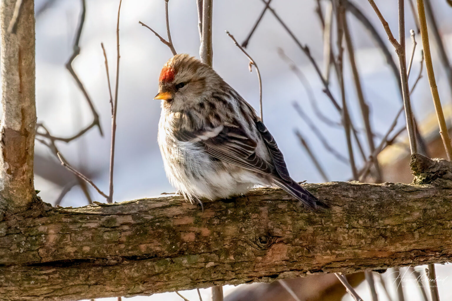 Redpoll (Acanthis flammea) @ Fornebu, Norway. Photo: Håvard Rosenlund