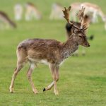 European Fallow Deer (Dama dama) @ Richmond Park, London, United Kingdom. Photo: Håvard Rosenlund