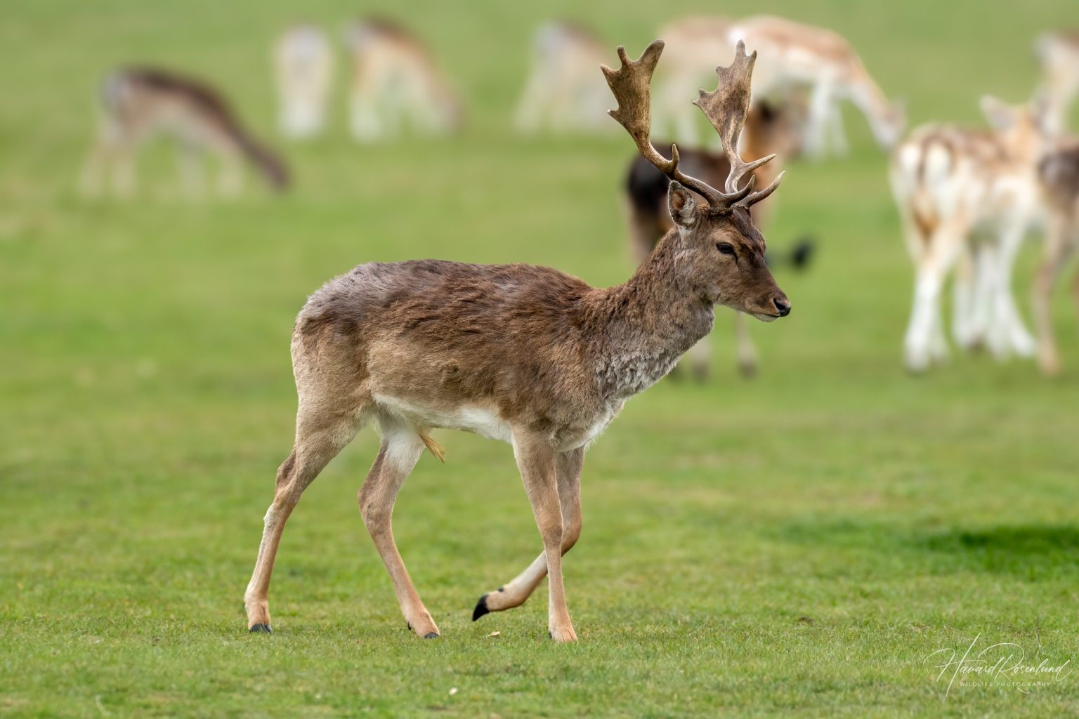 European Fallow Deer (Dama dama) @ Richmond Park, London, United Kingdom. Photo: Håvard Rosenlund