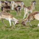 European Fallow Deer (Dama dama) @ Richmond Park, London, United Kingdom. Photo: Håvard Rosenlund