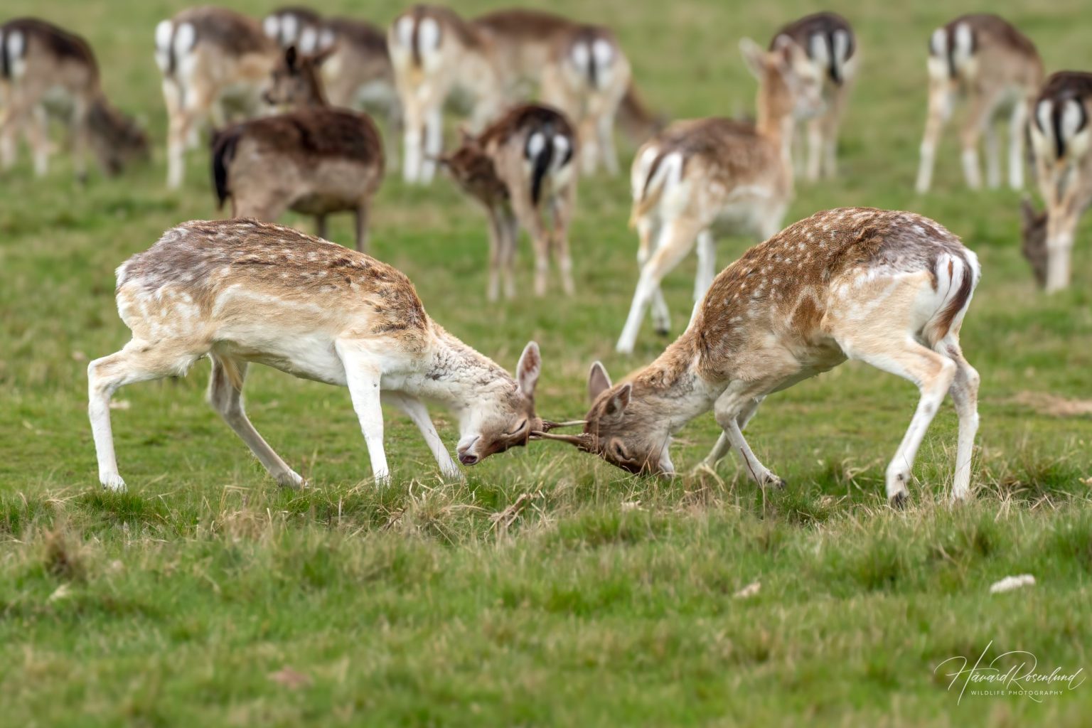 European Fallow Deer (Dama dama) @ Richmond Park, London, United Kingdom. Photo: Håvard Rosenlund