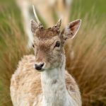European Fallow Deer (Dama dama) @ Richmond Park, London, United Kingdom. Photo: Håvard Rosenlund