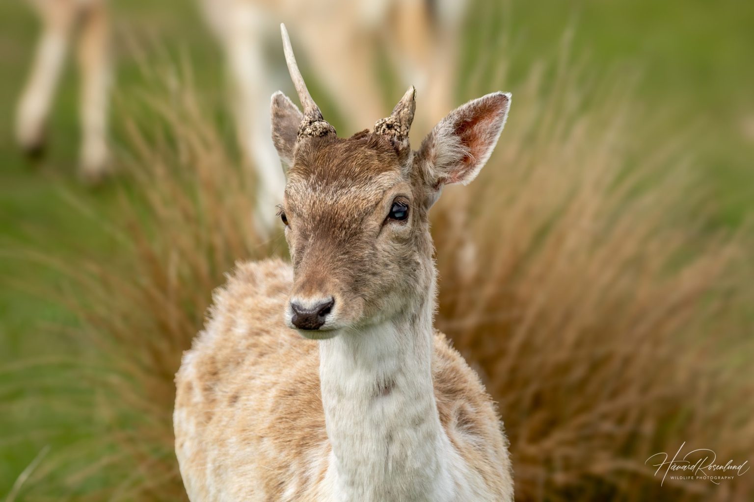 European Fallow Deer (Dama dama) @ Richmond Park, London, United Kingdom. Photo: Håvard Rosenlund