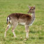 European Fallow Deer (Dama dama) @ Richmond Park, London, United Kingdom. Photo: Håvard Rosenlund