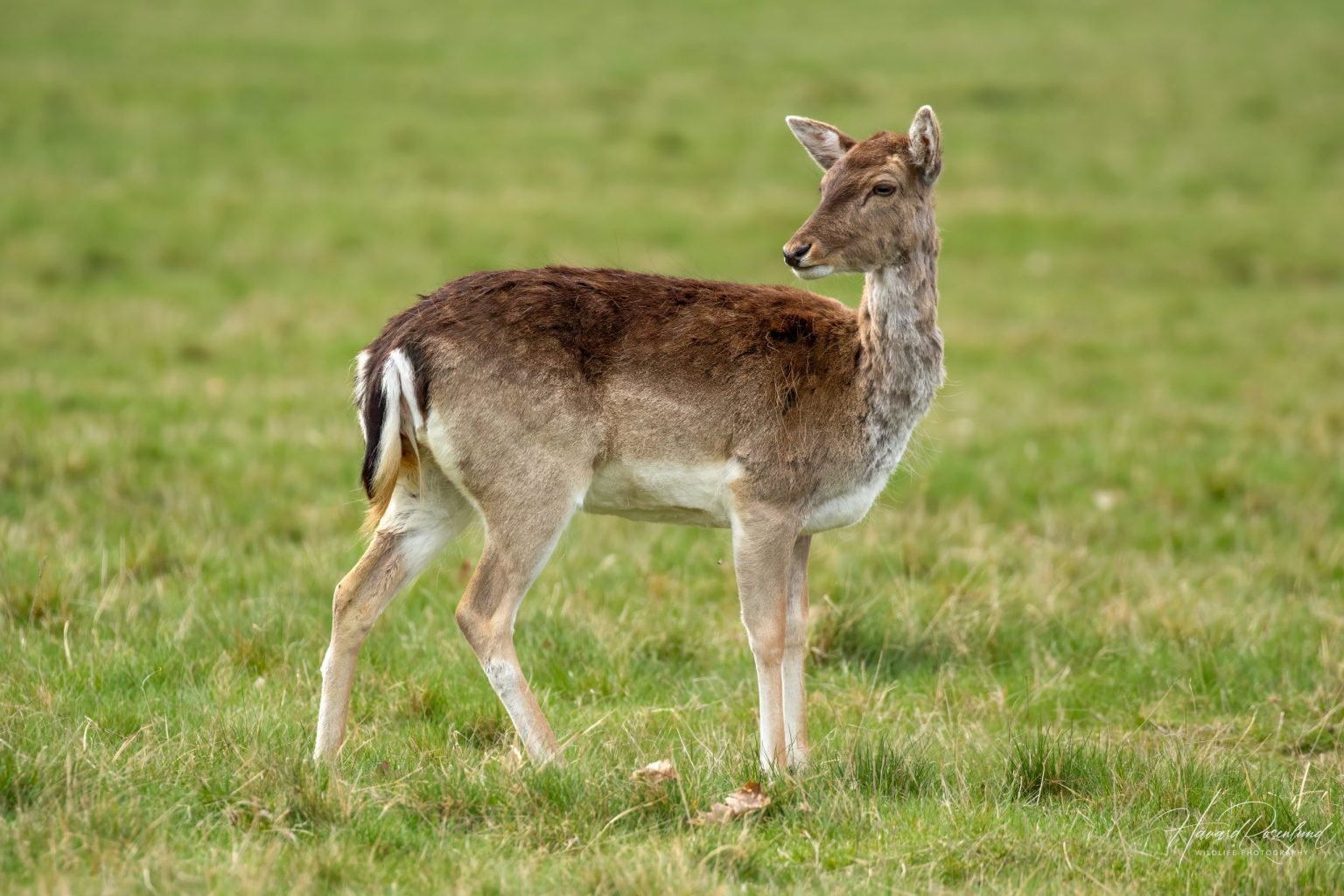 European Fallow Deer (Dama dama) @ Richmond Park, London, United Kingdom. Photo: Håvard Rosenlund