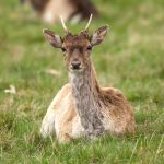 European Fallow Deer (Dama dama) @ Richmond Park, London, United Kingdom. Photo: Håvard Rosenlund