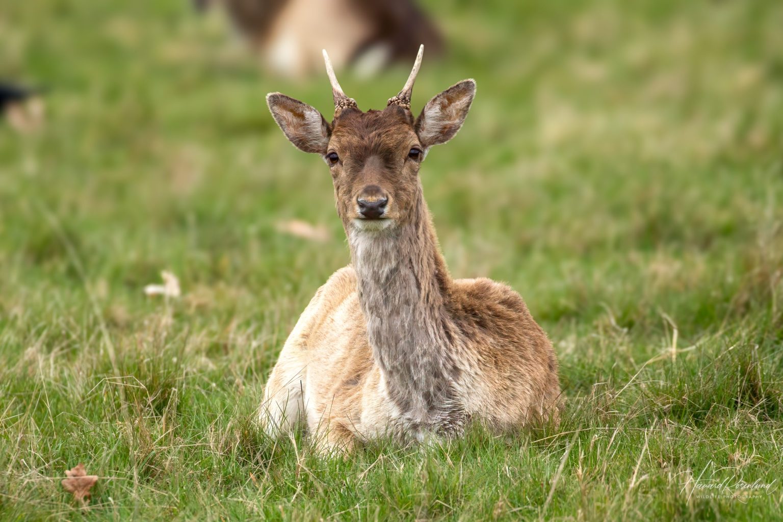 European Fallow Deer (Dama dama) @ Richmond Park, London, United Kingdom. Photo: Håvard Rosenlund