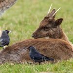 European Fallow Deer (Dama dama) @ Richmond Park, London, United Kingdom. Photo: Håvard Rosenlund