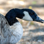 Canada Goose (Branta canadensis) @ Østensjøvannet, Oslo, Norway. Photo: Håvard Rosenlund