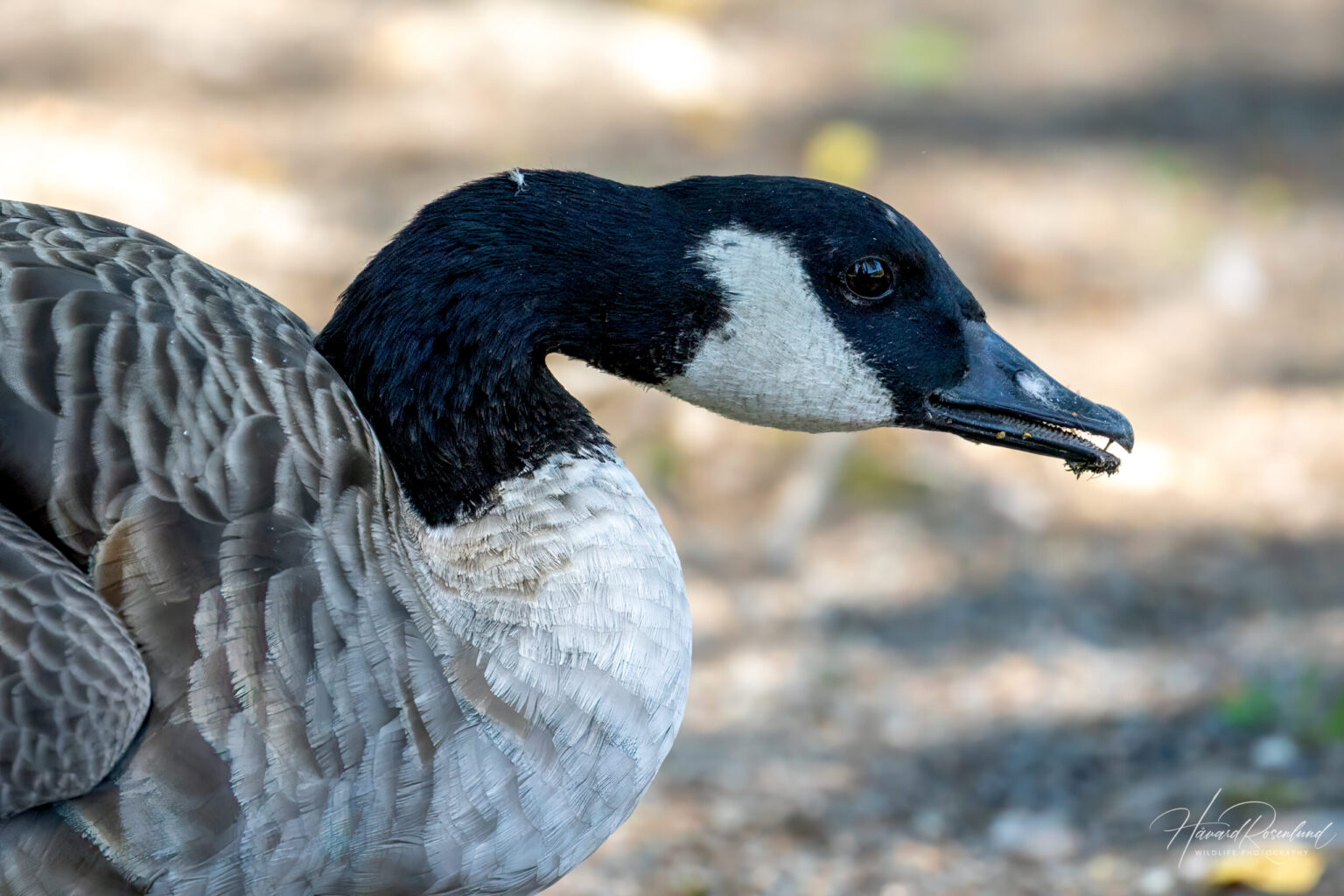 Canada Goose (Branta canadensis) @ Østensjøvannet, Oslo, Norway. Photo: Håvard Rosenlund