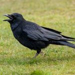 Western Carrion Crow (Corvus corone corone) @ Richmond Park, London, United Kingdom. Photo: Håvard Rosenlund