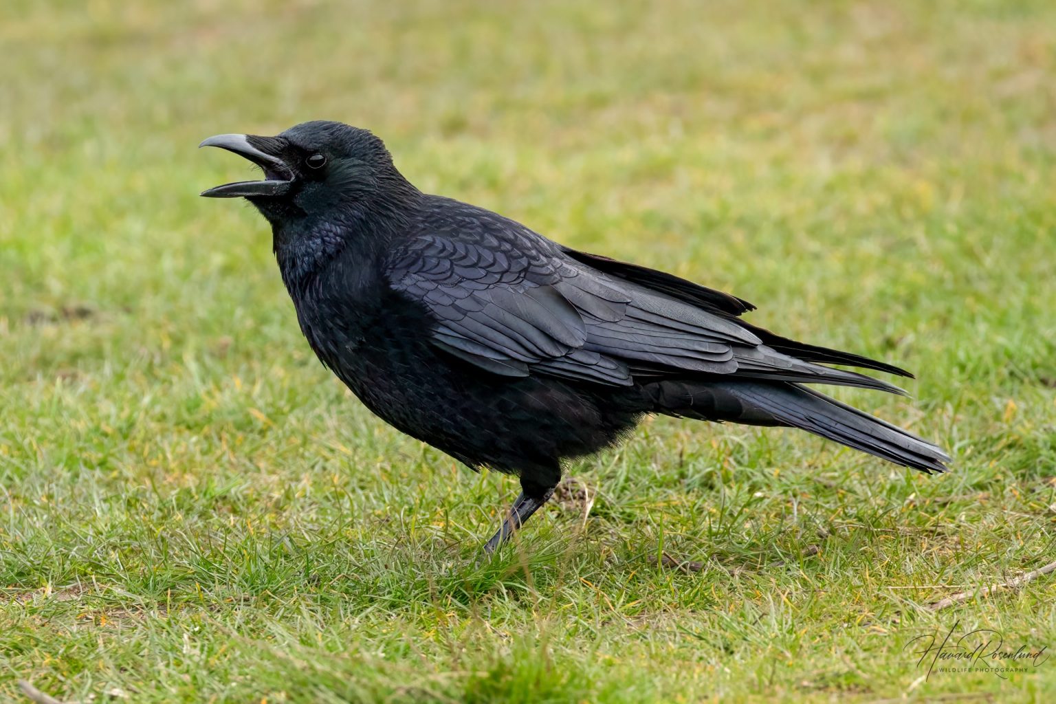 Western Carrion Crow (Corvus corone corone) @ Richmond Park, London, United Kingdom. Photo: Håvard Rosenlund