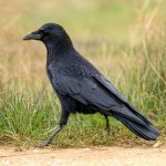 Western Carrion Crow (Corvus corone corone) @ Richmond Park, London, United Kingdom. Photo: Håvard Rosenlund