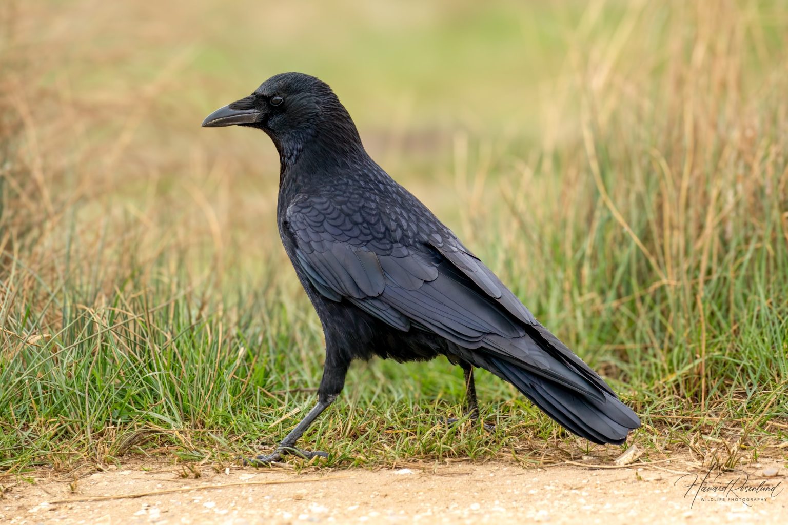 Western Carrion Crow (Corvus corone corone) @ Richmond Park, London, United Kingdom. Photo: Håvard Rosenlund