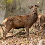 Red Deer (Cervus elaphus) @ Richmond Park, London, United Kingdom. Photo: Håvard Rosenlund