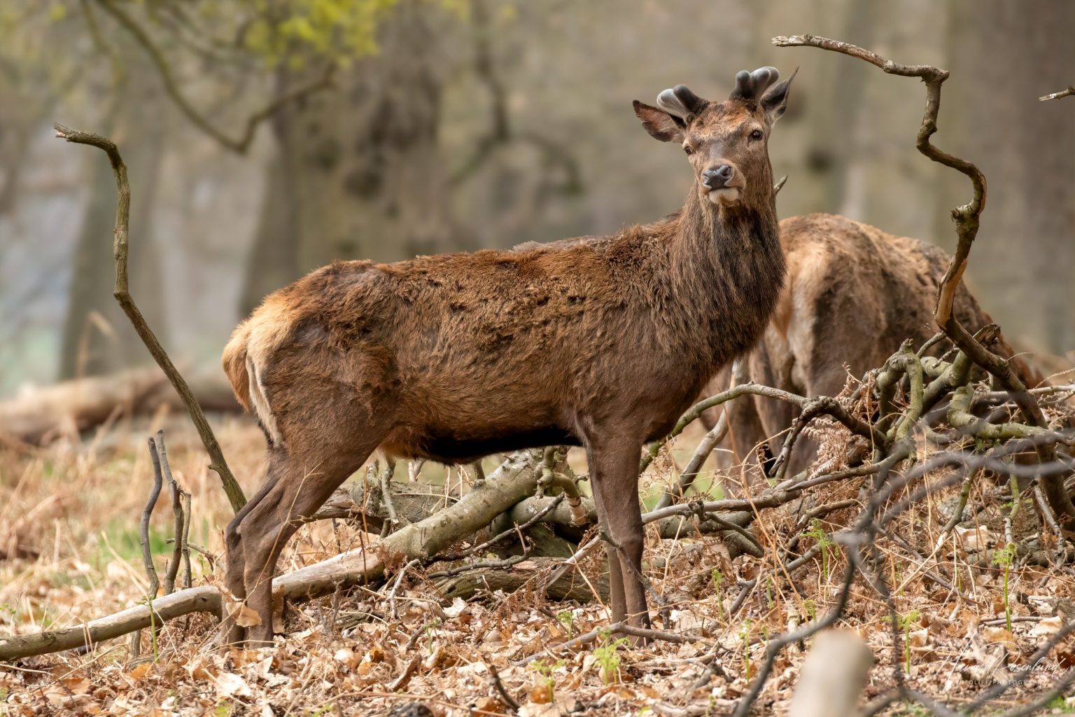 Red Deer (Cervus elaphus) @ Richmond Park, London, United Kingdom. Photo: Håvard Rosenlund