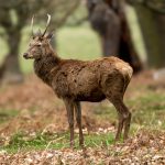 Red Deer (Cervus elaphus) @ Richmond Park, London, United Kingdom. Photo: Håvard Rosenlund