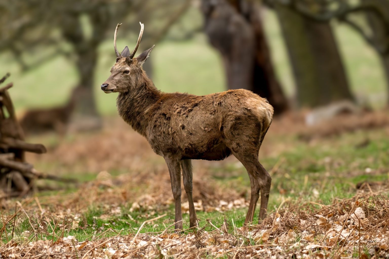 Red Deer (Cervus elaphus) @ Richmond Park, London, United Kingdom. Photo: Håvard Rosenlund