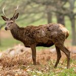 Red Deer (Cervus elaphus) @ Richmond Park, London, United Kingdom. Photo: Håvard Rosenlund
