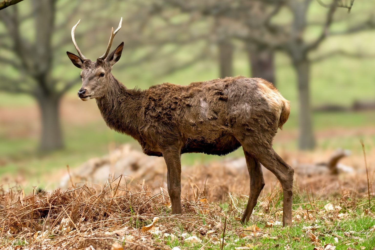 Red Deer (Cervus elaphus) @ Richmond Park, London, United Kingdom. Photo: Håvard Rosenlund