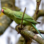 Rose-ringed Parakeet (Psittacula krameri) @ Richmond Park, London, United Kingdom. Photo: Håvard Rosenlund