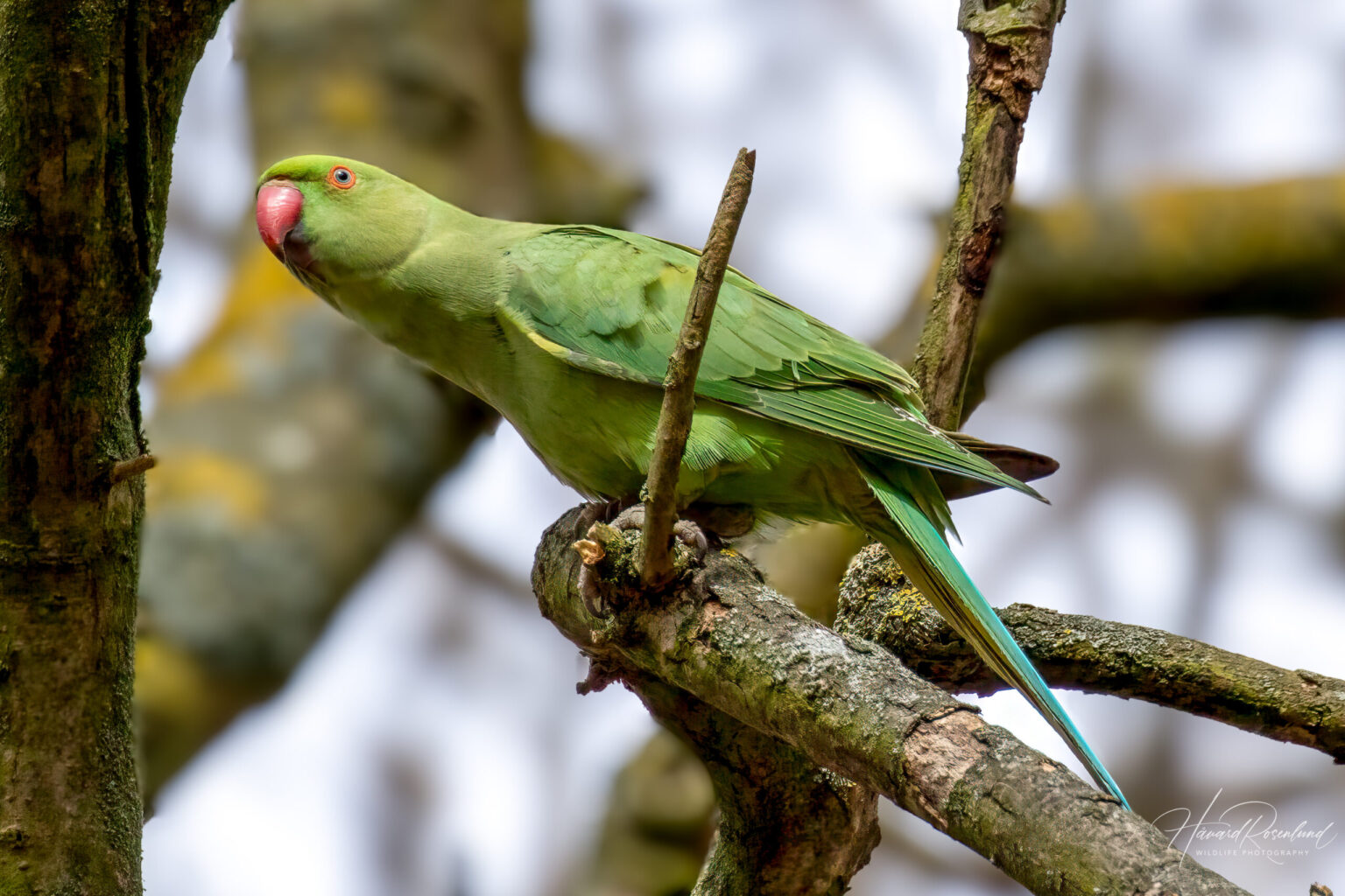 Rose-ringed Parakeet (Psittacula krameri) @ Richmond Park, London, United Kingdom. Photo: Håvard Rosenlund