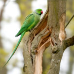 Rose-ringed Parakeet (Psittacula krameri) @ Richmond Park, London, United Kingdom. Photo: Håvard Rosenlund