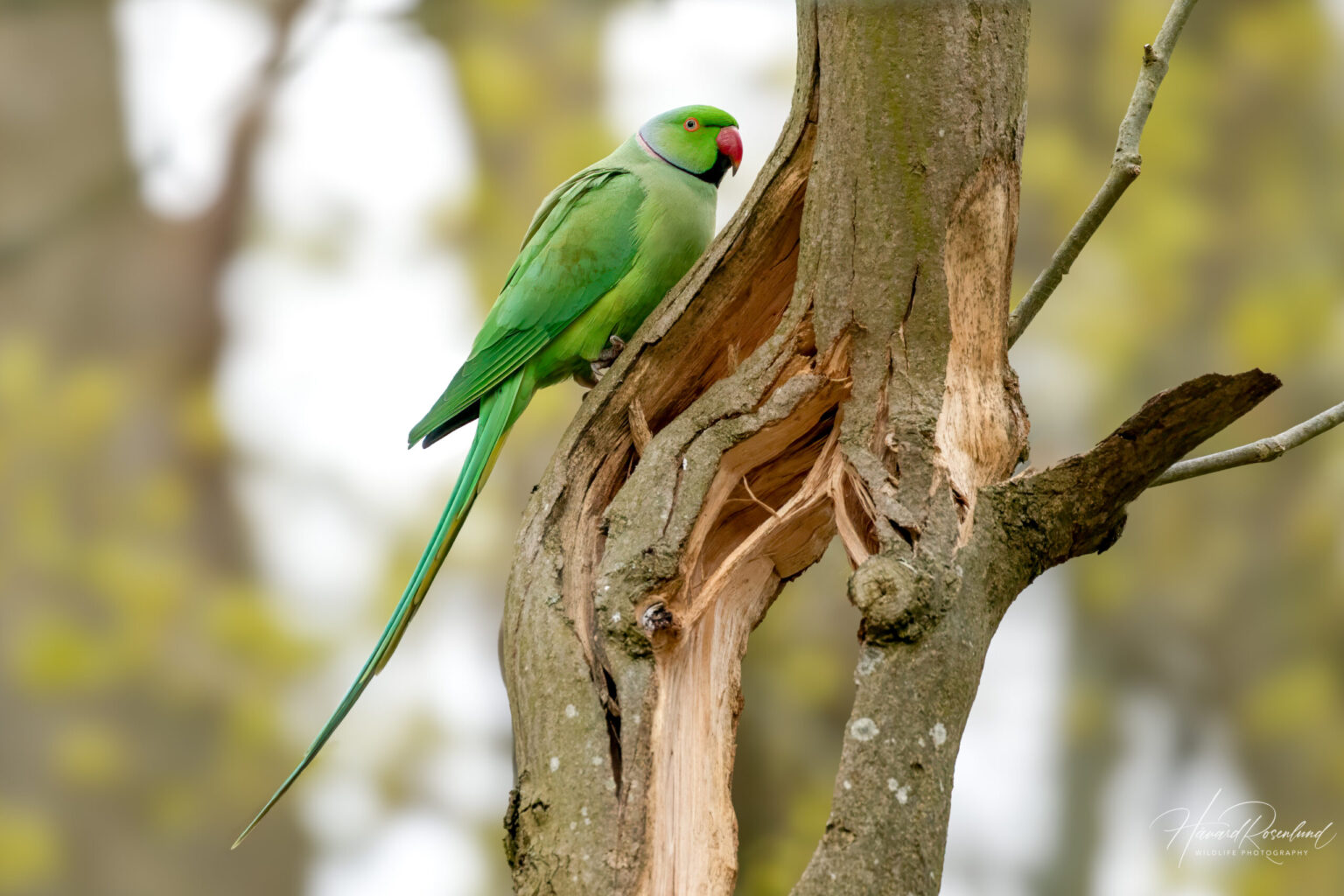 Rose-ringed Parakeet (Psittacula krameri) @ Richmond Park, London, United Kingdom. Photo: Håvard Rosenlund