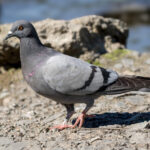 Feral Pigeon (Columba livia domestica) @ Østensjøvannet, Oslo, Norway. Photo: Håvard Rosenlund