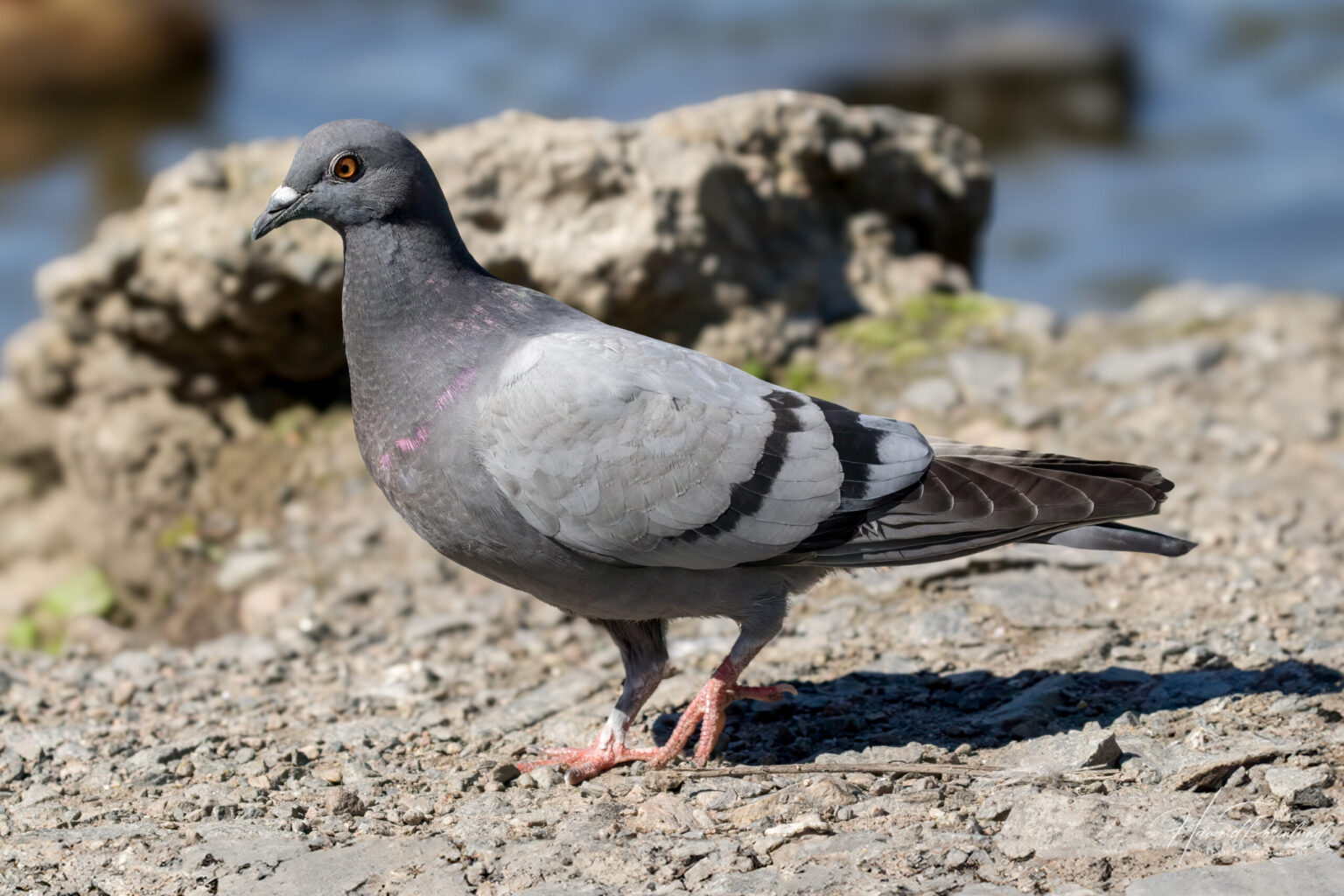 Feral Pigeon (Columba livia domestica) @ Østensjøvannet, Oslo, Norway. Photo: Håvard Rosenlund