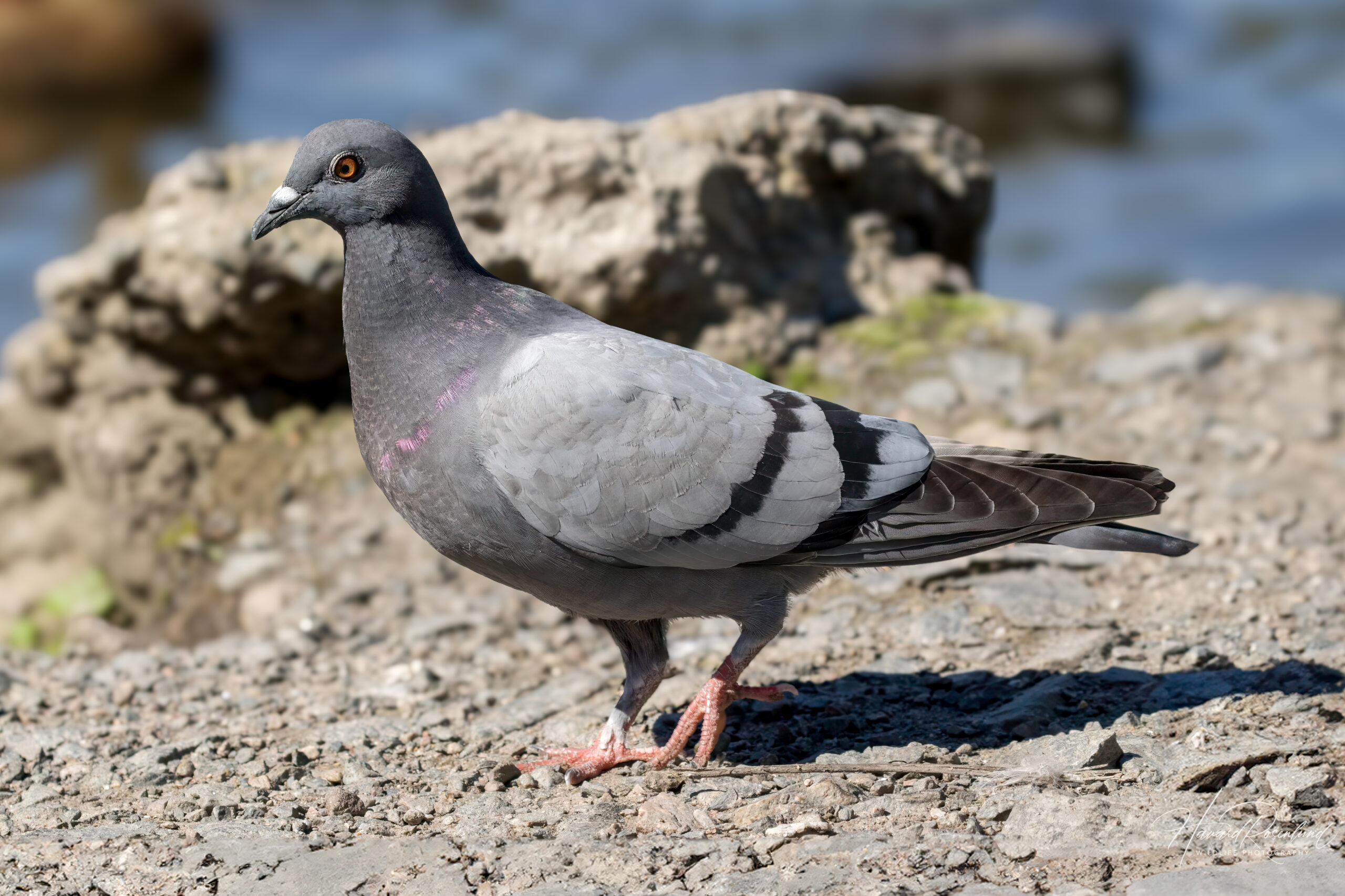 Bydue (Columba livia domestica) @ Østensjøvannet, Oslo. Foto: Håvard Rosenlund