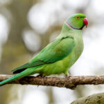 Rose-ringed Parakeet (Psittacula krameri) @ Richmond Park, London, United Kingdom. Photo: Håvard Rosenlund