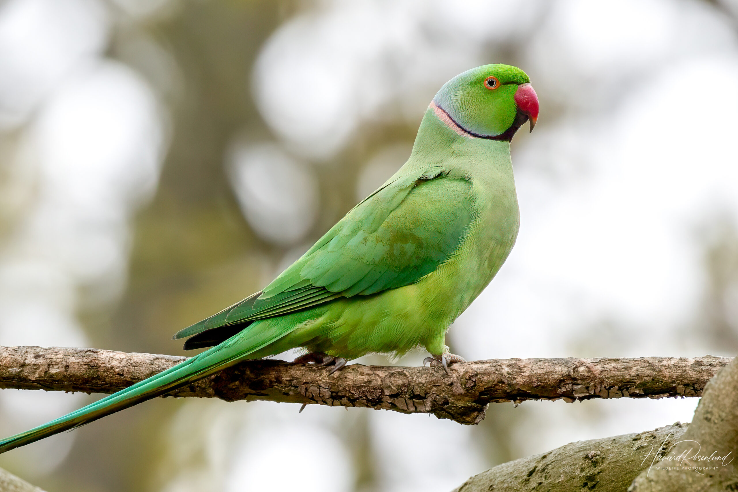Halsbåndparakitt (Psittacula krameri) @ Richmond Park, London, Storbritannia. Foto: Håvard Rosenlund