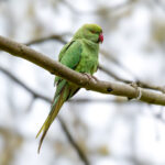 Rose-ringed Parakeet (Psittacula krameri) @ Richmond Park, London, United Kingdom. Photo: Håvard Rosenlund