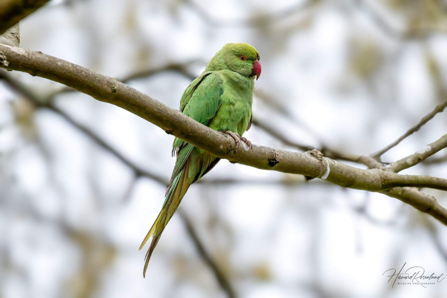 Rose-ringed Parakeet (Psittacula krameri) @ Richmond Park, London, United Kingdom. Photo: Håvard Rosenlund
